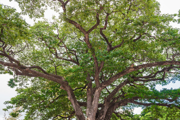 forest trees. nature green wood sunlight backgrounds.