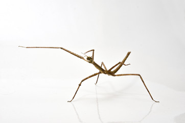Insecto palo