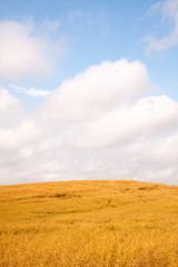 Obraz premium Krajobraz rolniczy