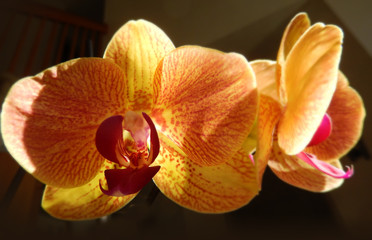 Fototapeta na wymiar Closeup on yellow orange orchids