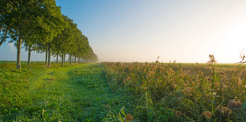 Canal through a sunny hazy landscape in autumn