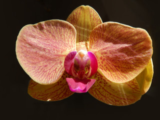 Closeup on orange orchid