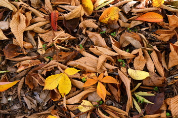 Fallen leaves of horse chestnut