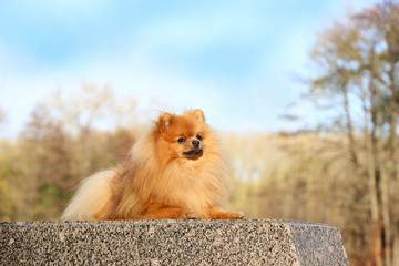 Pomeranian dog. Funny autumn pomeranian dog. Dog in autumn park. Serious dog. Cute dog