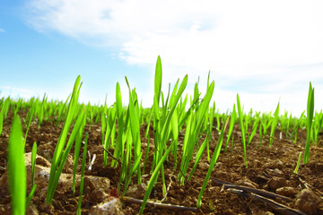 Piccoli fili di erba