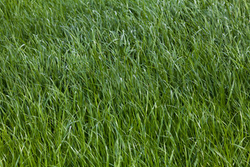 Grass. Green meadow. grass texture