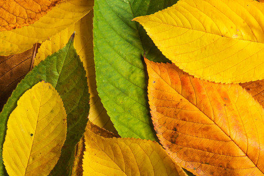 Autumn leaf composition.