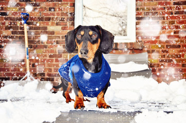 Dachshund, black and tan miniature purebred dog wearing winter jacket, falling snow, toned image