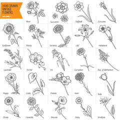 Hand drawn vintage flowers set. Pen graphic floral collection. Vector illustration. Volume 1