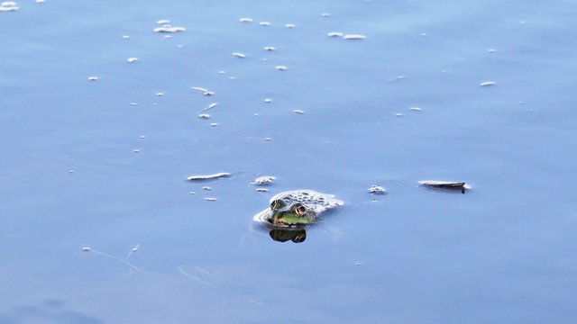 green water frog lying in the water