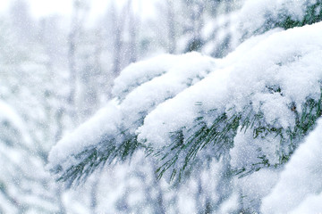 Snow-covered pine forest. Christmas