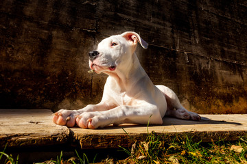 Cucciola di Dogo Argentino sdraiata al sole in un giardino