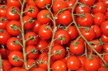 Tomato