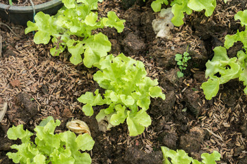 lettuce vegetable agriculture plant