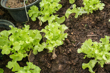 lettuce vegetable agriculture plant