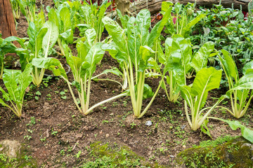 lettuce vegetable agriculture plant
