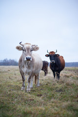 Fototapeta premium groomed cow on the lawn in the fall