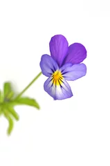 Photo sur Plexiglas Pansies Wild pansy flower Viola tricolor on white