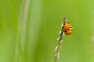 Ladybugs life