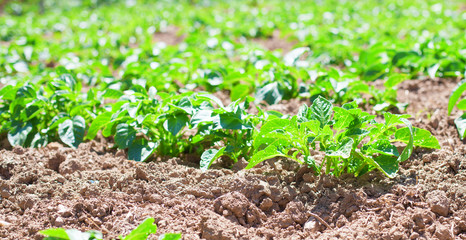 potatoes harvest closeup