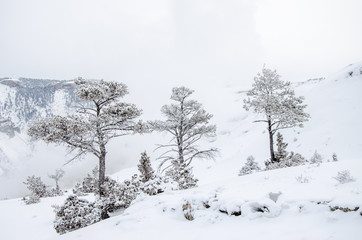 Winter im Yellowstone-Nationalpark. Drei Bäume am schneebedeckten Abhang