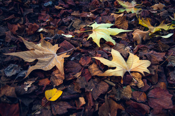 Autumn Colors around the city