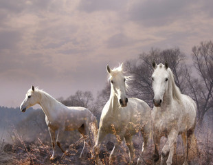 Obraz na płótnie Canvas white horse in a purple haze