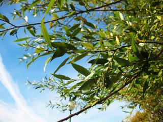 Ramas de Árboles.