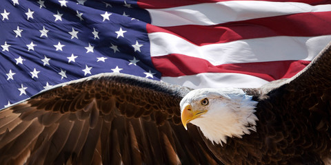 Patriotischer Adler, der vor US-Flagge Flügel nimmt