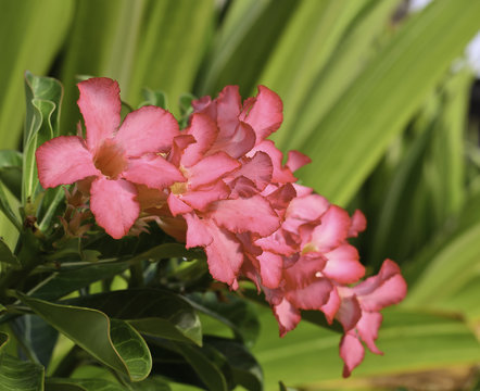 Red Desert Flower, adenium obesum
