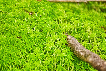 Moss In Close-up Shot in nature forest.