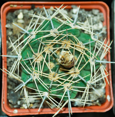 Green cactus in a square pot