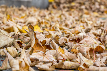 autumn leaves in the street