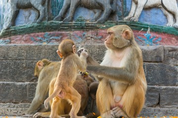 Wild macaque monkeys. 