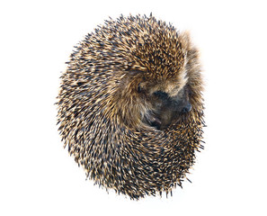 Forest wild hedgehog isolated