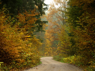 Autumn colorful forest