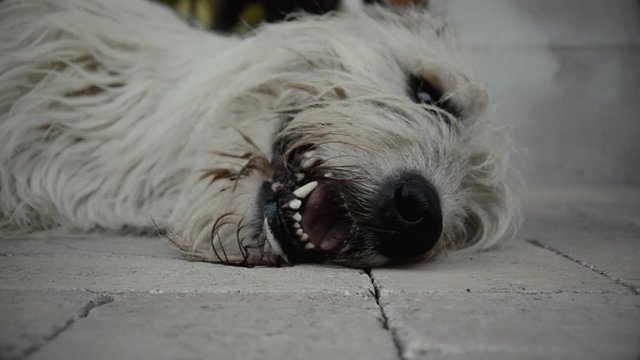 Irish Wolfhound lying and smile