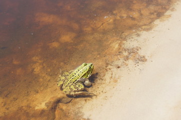 Frog