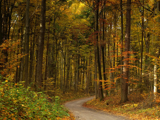 Obraz premium OLYMPUS DIGITAL CAMERA