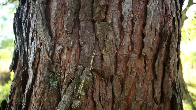 Slowly panning up a tree trunk in a forest in Summer starting from the ground