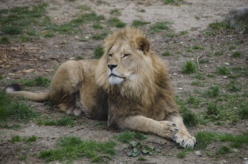 Lions