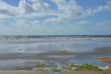 Seevögel am Strand