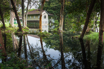 Old wooden abandoned house in a jungle with flooded from the lak