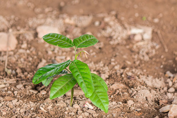 small green plant
