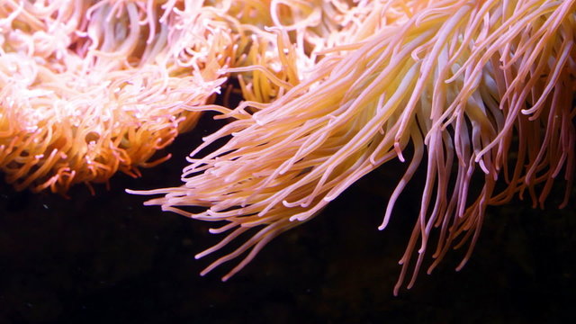 Close up bright sea anemones in aquarium