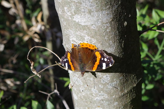 un vulcain sur un tronc d'arbre