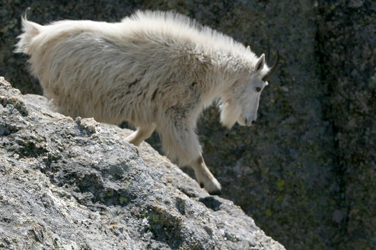 Mountain Goat descending a rock face in the Rocky Mountains of the western United States