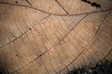 Fototapeta premium Old leaf in forest