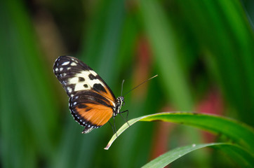 Fototapeta premium Butterfly