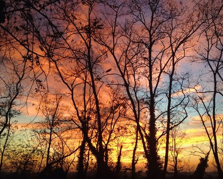 amazing sunset behind the trees